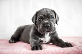 how to know a good Cane Corso Breeder